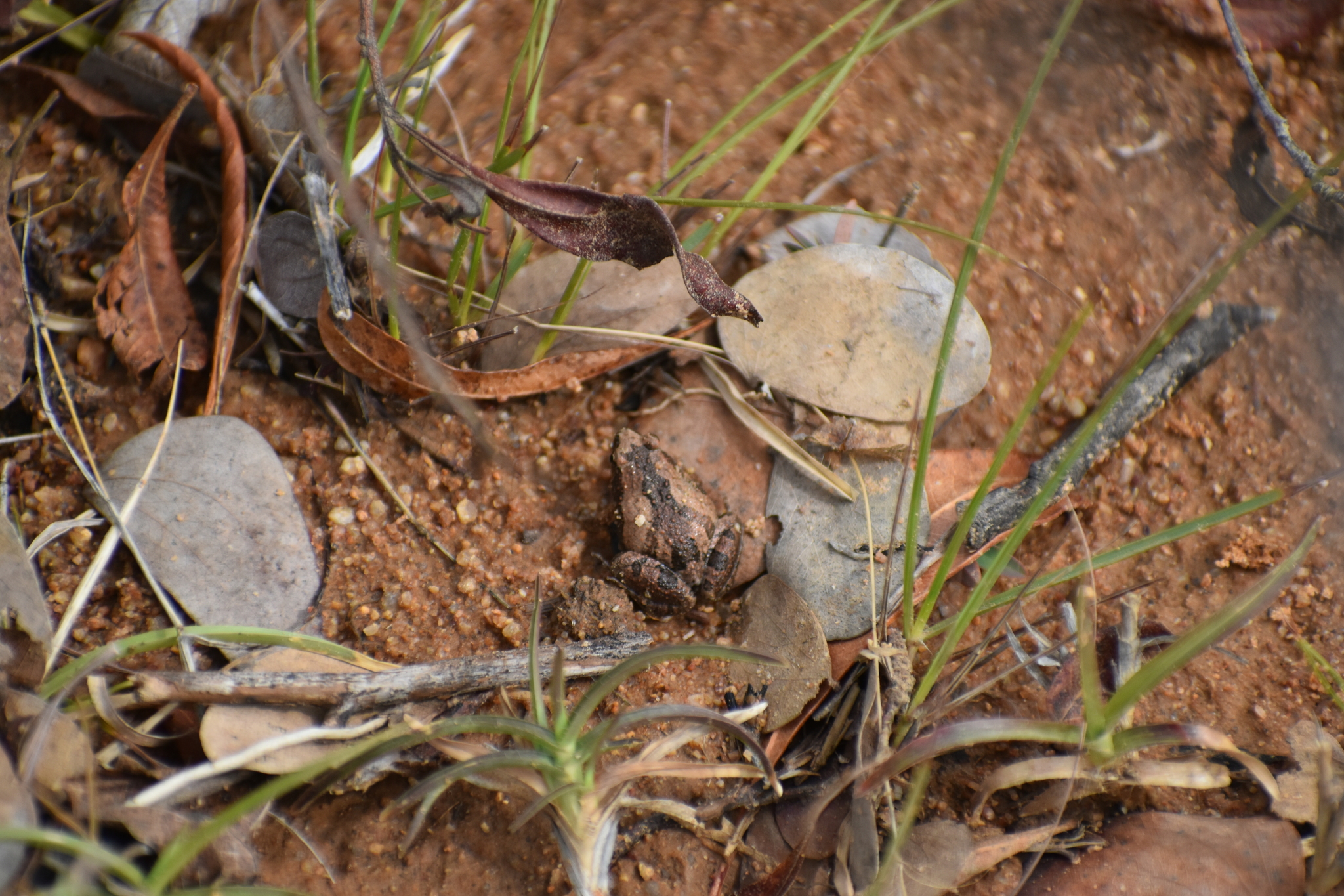 Ornamented Chorus Frog