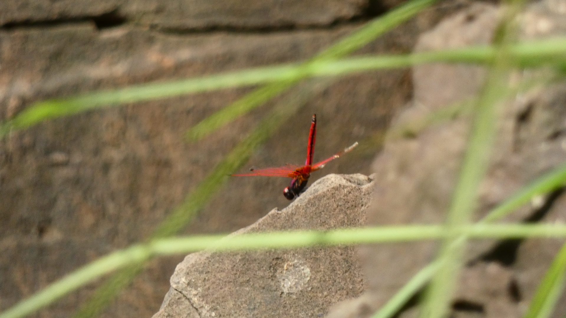 Crimson Marsh Glider