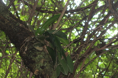 Vandoideae