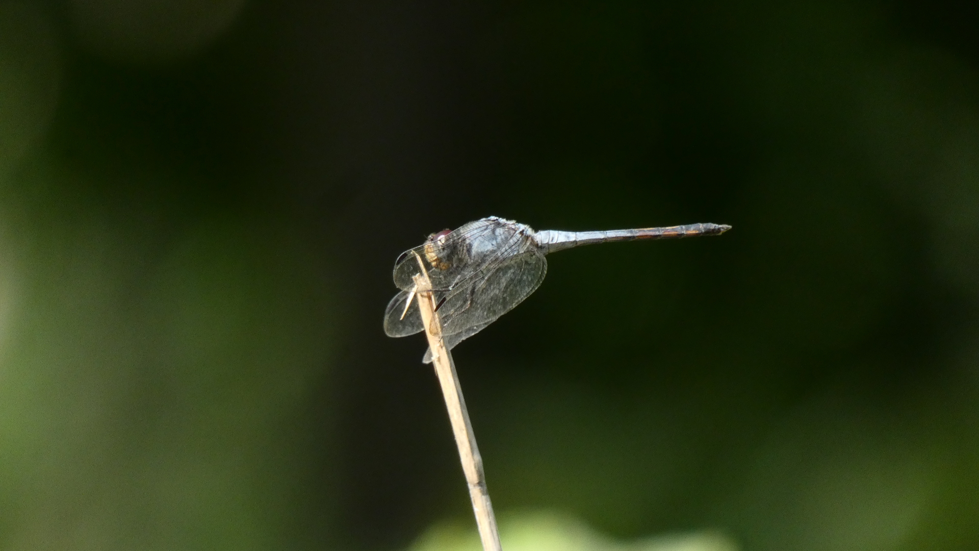 Yellow-Tailed Ashy Skimmer