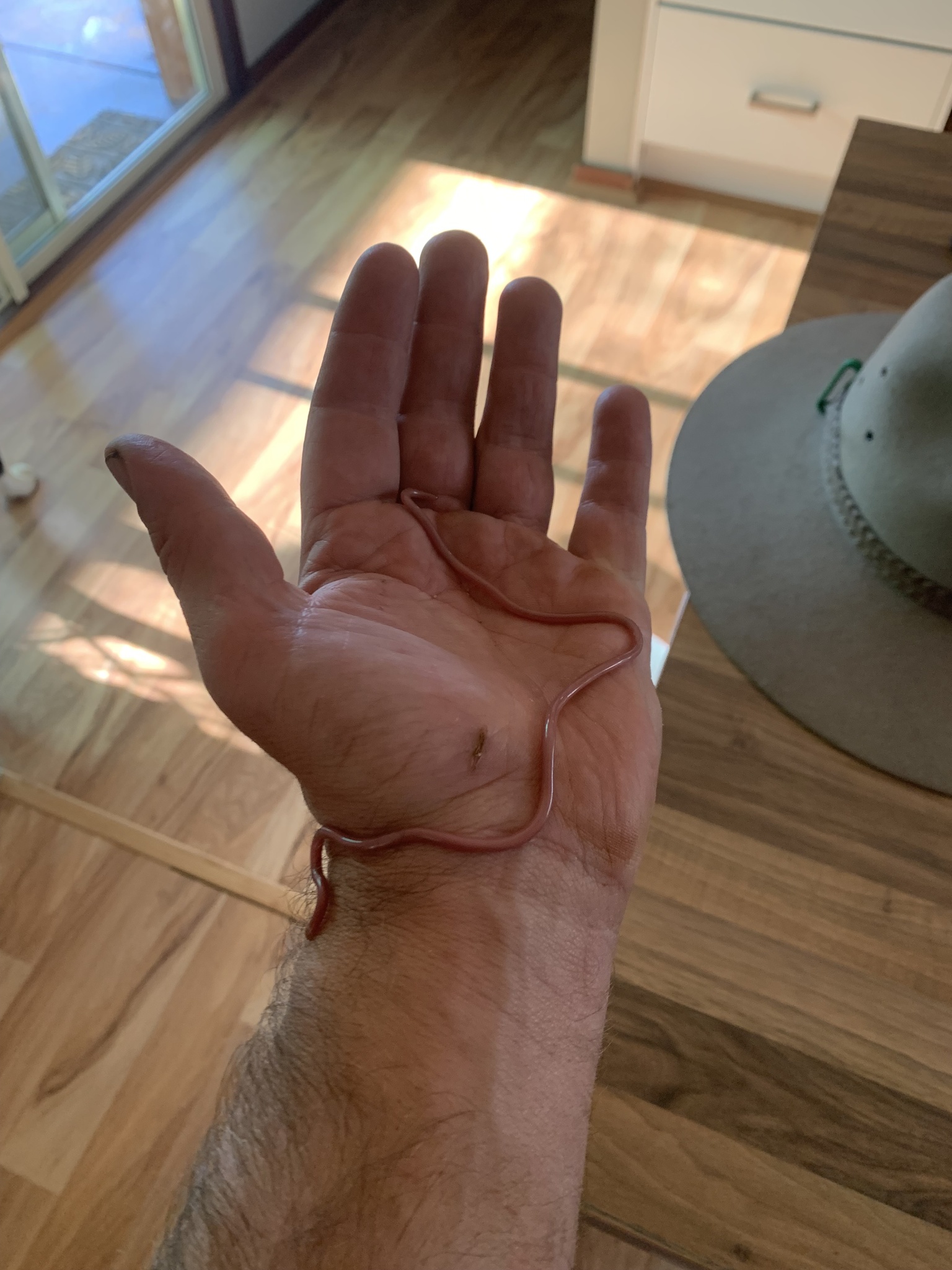 Murchison Blind Snake photo 3