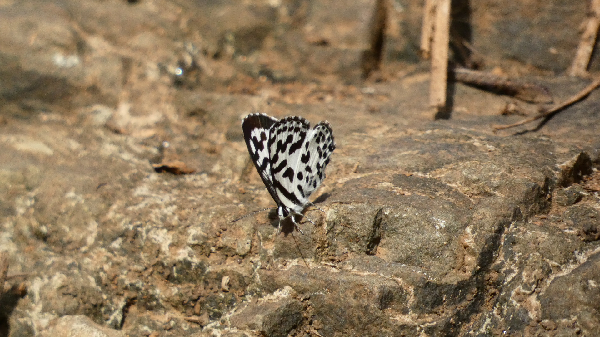 Common Pierrot