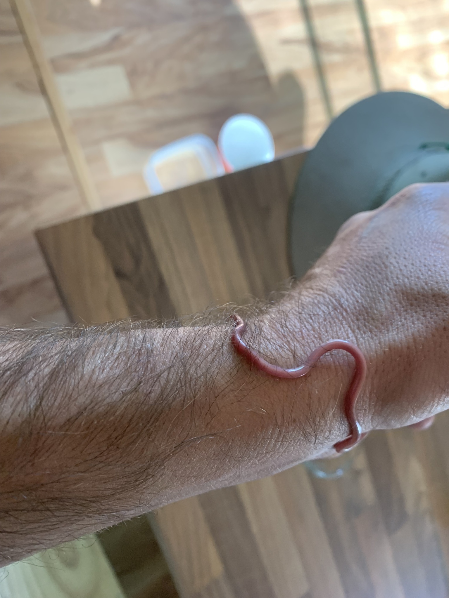 Murchison Blind Snake photo 4