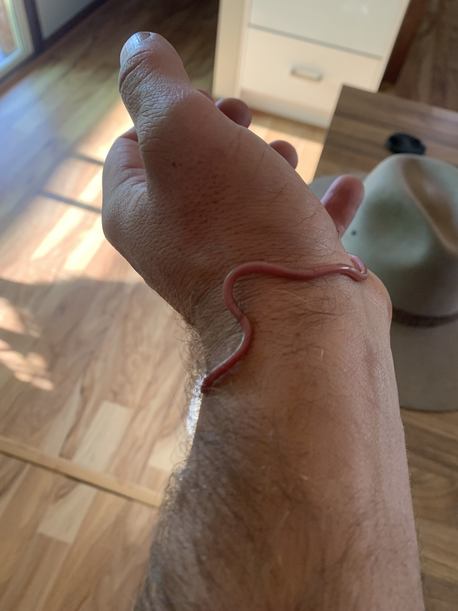 Murchison Blind Snake photo 5