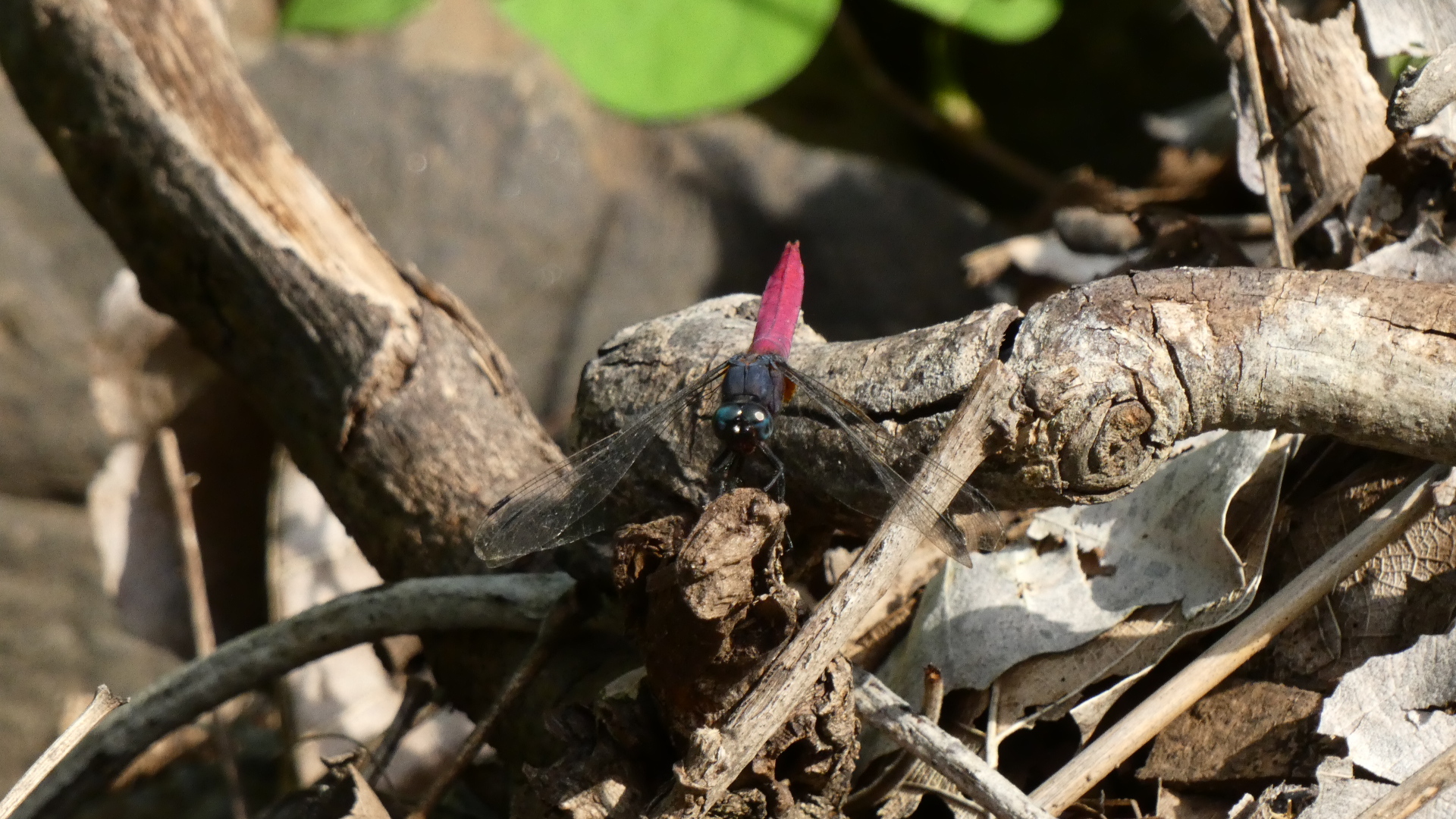 Crimson-Tailed Marsh Hawk