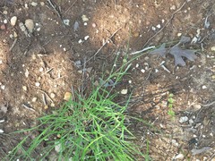 Schedonnardus paniculatus