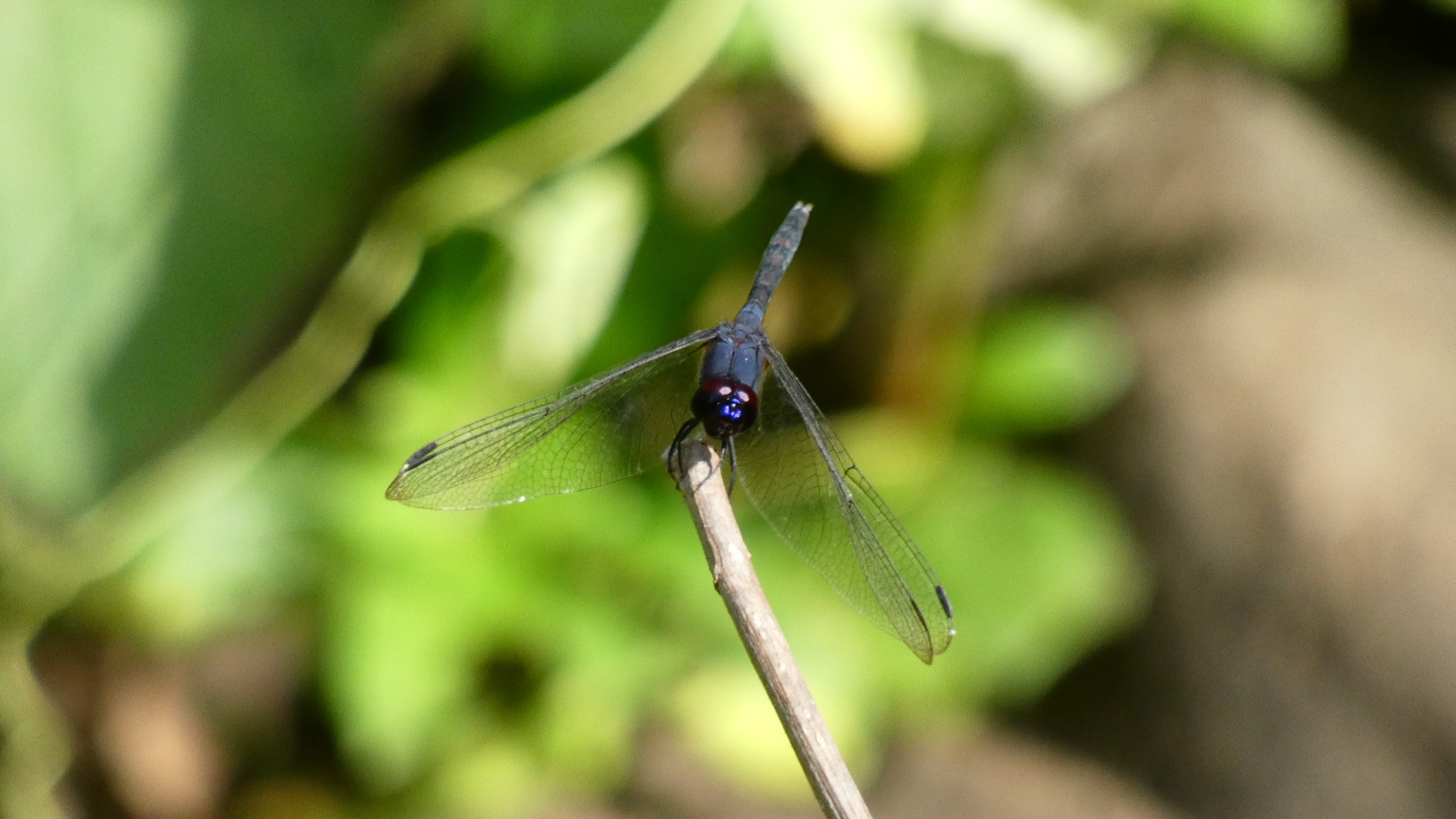 Black Stream Glider
