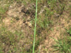 Schedonnardus paniculatus