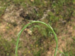 Schedonnardus paniculatus