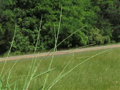 Schedonnardus paniculatus