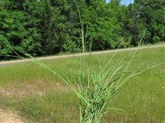 Schedonnardus paniculatus