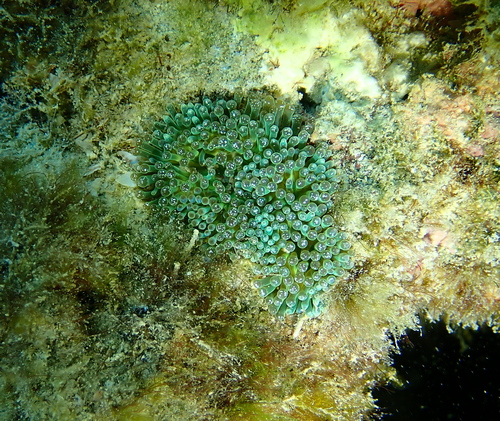 Isactinia citrina