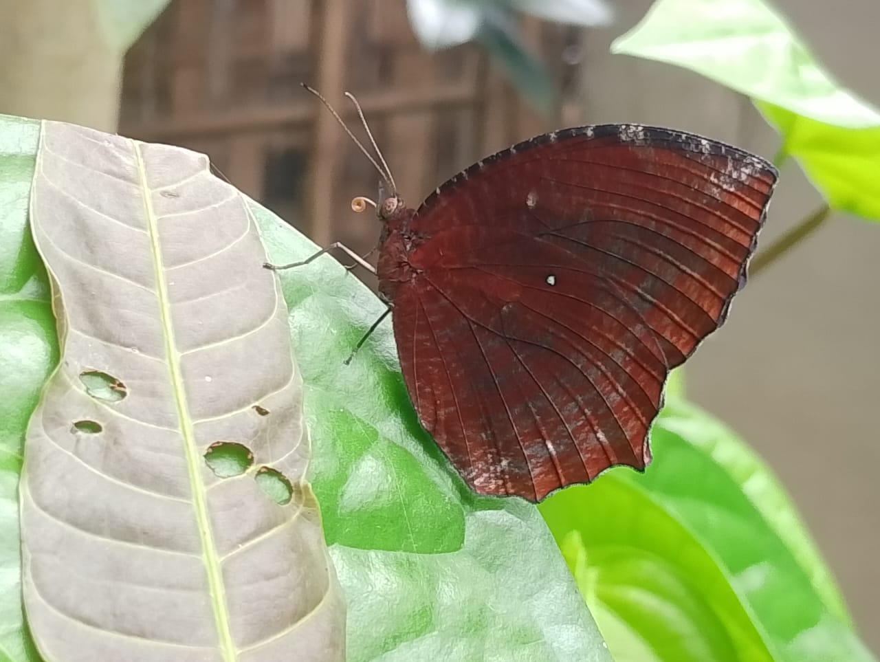 Common Palmfly