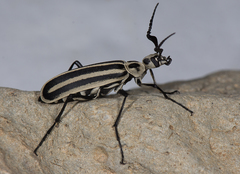 Epicauta atrivittata