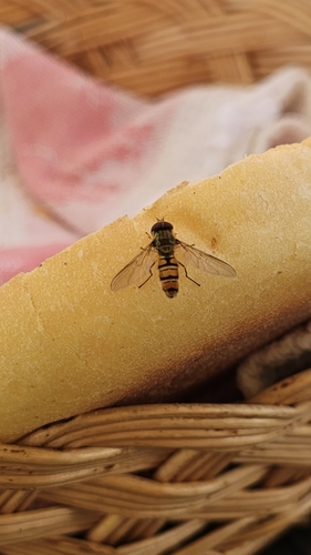 Marmalade Hover Fly