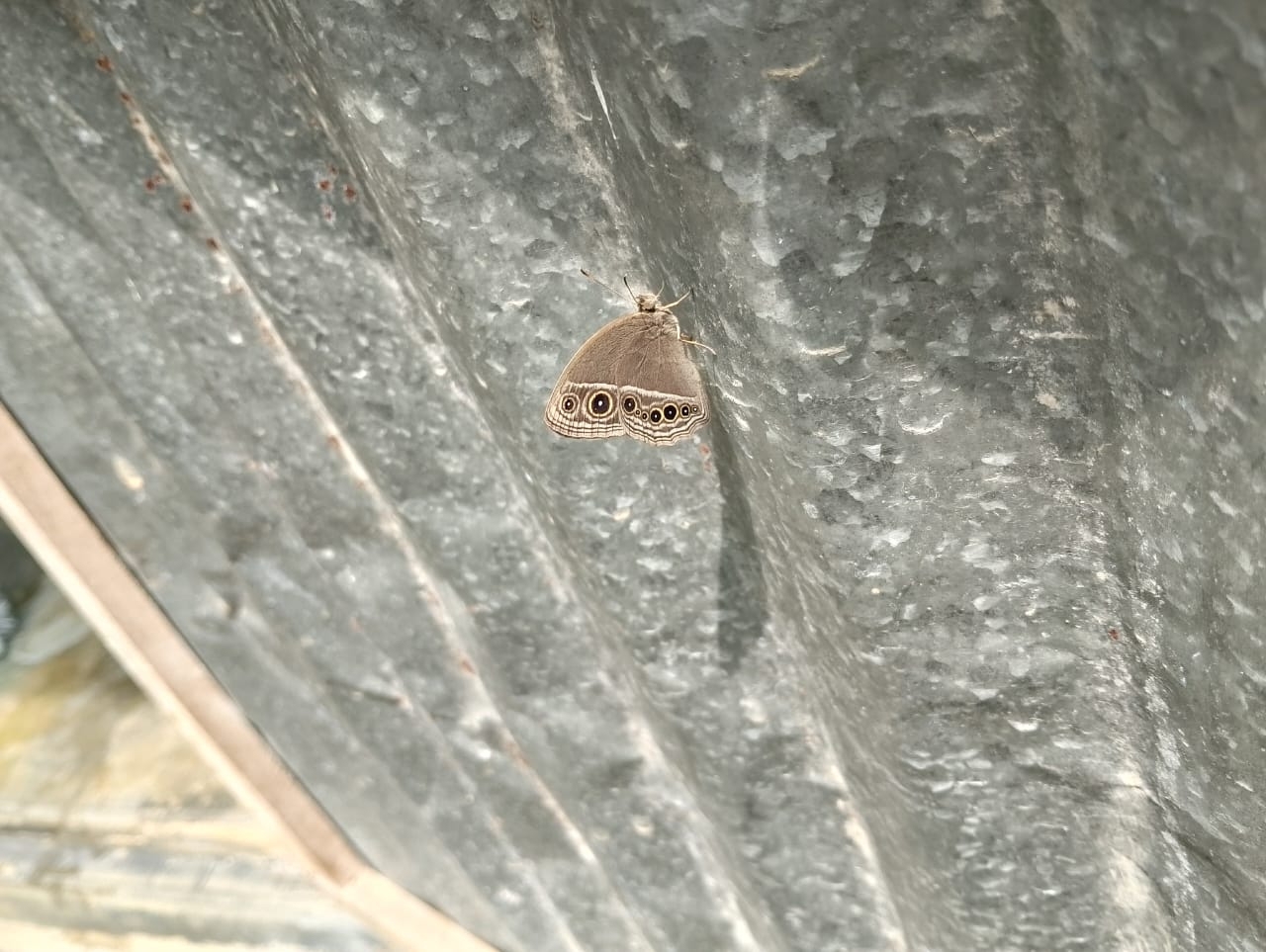 Dark-Branded Bushbrown