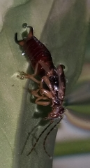 Forficula lurida