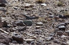 Aspidoscelis scalaris