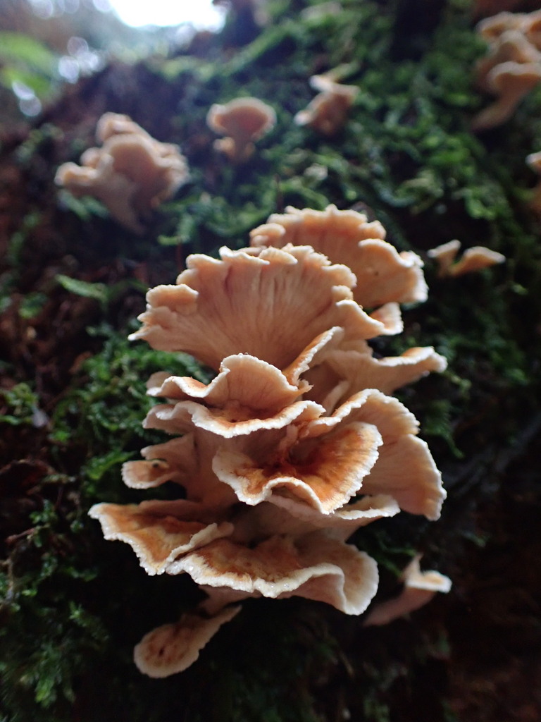 Podoserpula pusio · July 2025 · photo: © djnugent (iNaturalist, cc0)