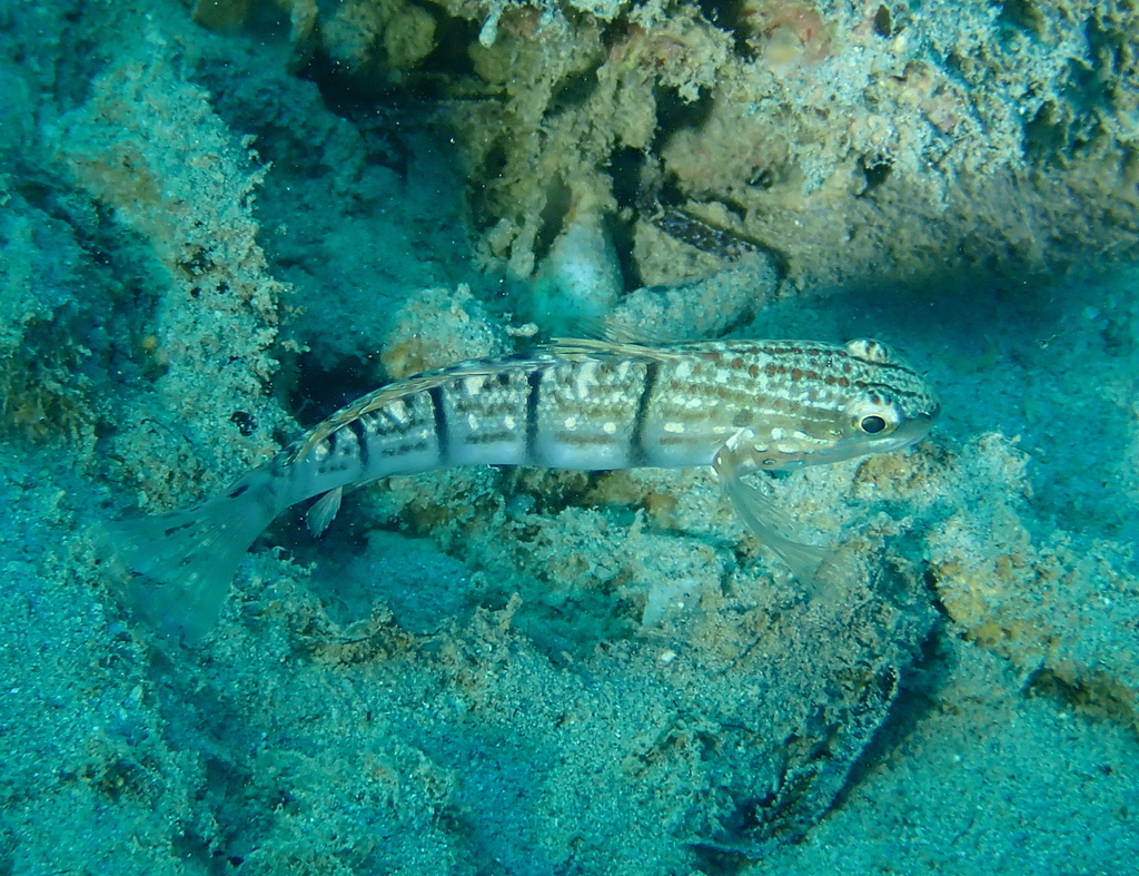 Banded Goby