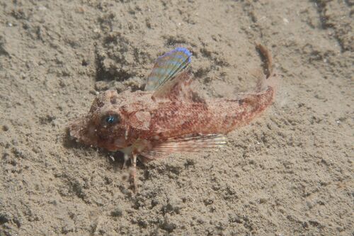 Large-scaled gurnard balığı