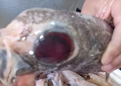 Bigeye (Epigonus telescopus) — Epigonidae