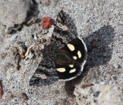 Litocala sexsignata