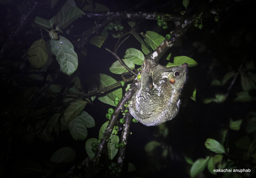 Sunda Colugo