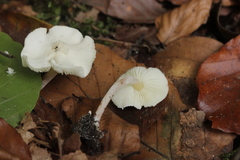 Cystolepiota seminuda
