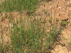 Phalaris caroliniana