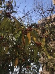 Pittosporum undulatum