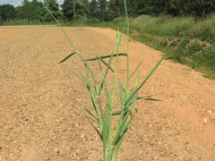 Phalaris caroliniana