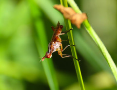 Dichetophora obliterata