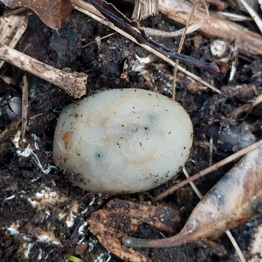 Psilocybe weraroa · July 2025 · photo: © kiwialli (iNaturalist, cc-by)
