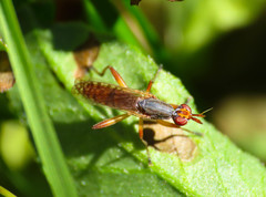 Dichetophora obliterata