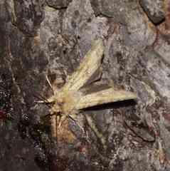 Lithophane bethunei