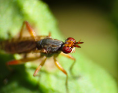 Dichetophora obliterata