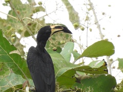 Lophoceros fasciatus