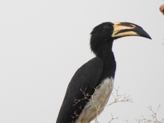 Lophoceros fasciatus