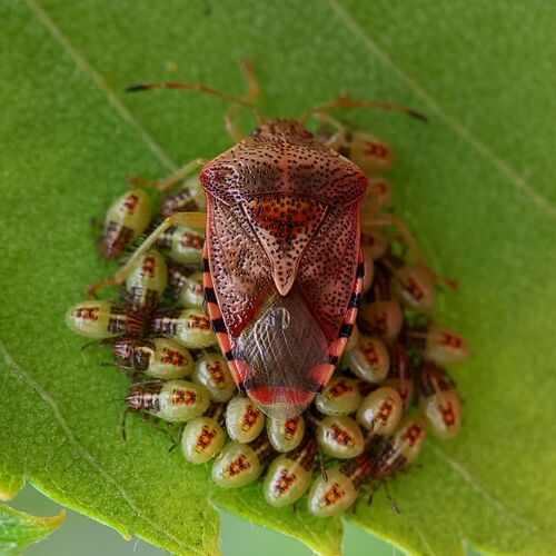 Parent Bug photo 2