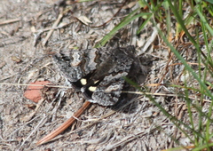 Litocala sexsignata