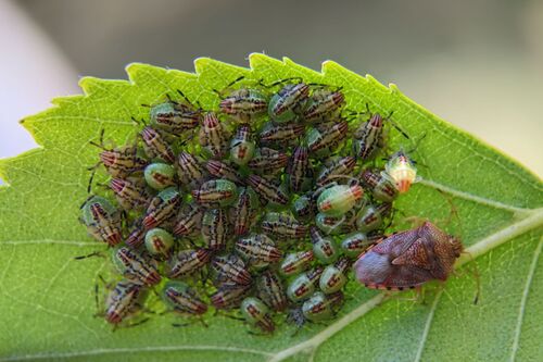 Parent Bug photo 3