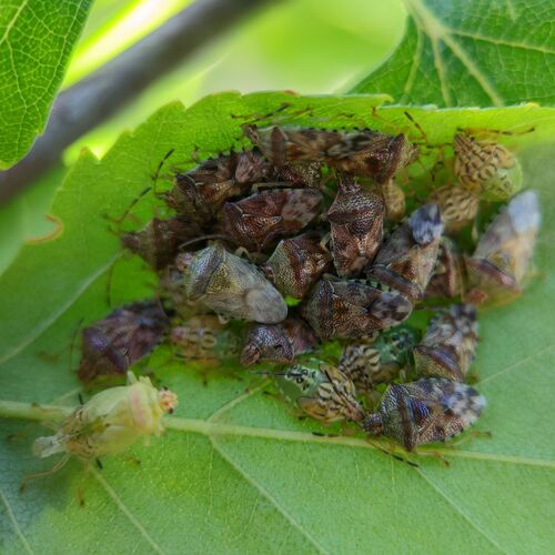 Parent Bug photo 4