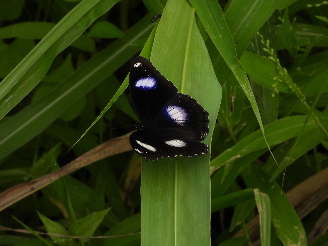 Great Eggfly