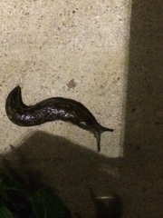Eupulmonata