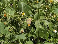 Callophrys xami xami