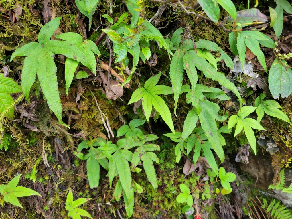 Selliguea malacodon (Selliguea malacodon)