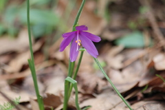 Olsynium douglasii