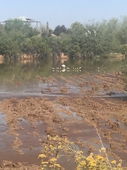 Recurvirostra americana