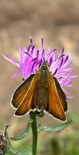 Raudonbuožis Storgalvis